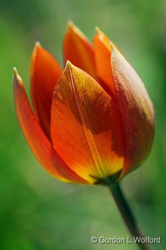Backlit Orange Tulip_48546.jpg - Photographed near Ottawa, Ontario - the Capital of Canada.